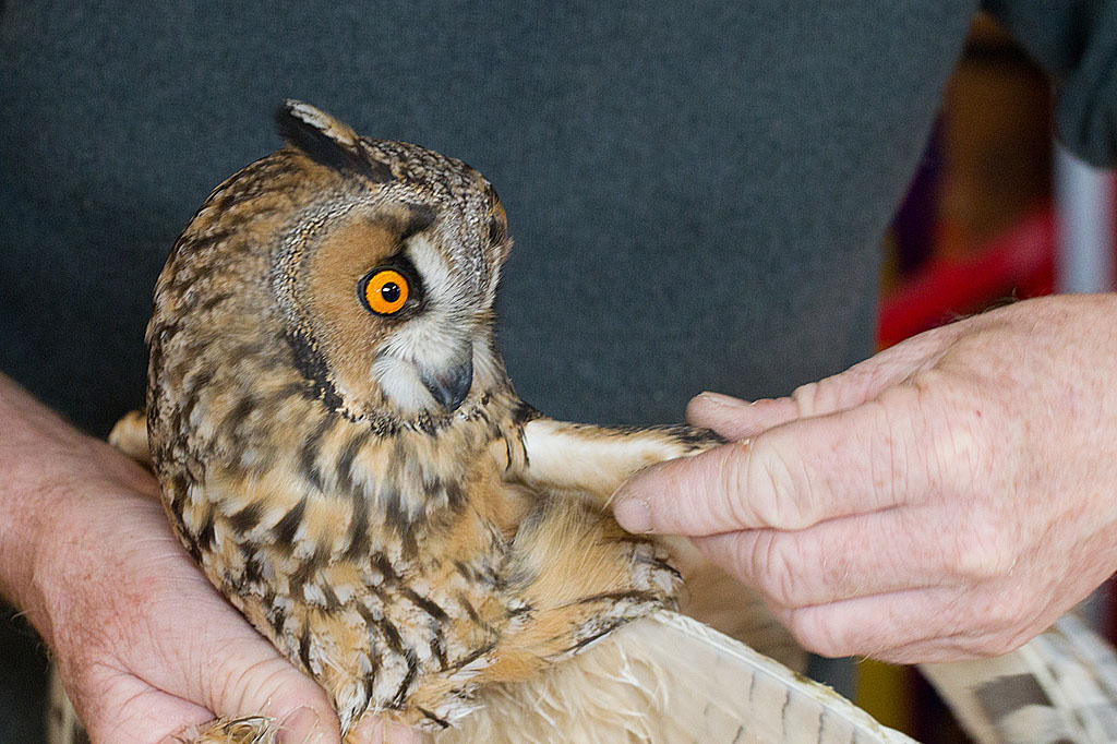 Hibou moyen-duc 6 J Rivière IN.jpg