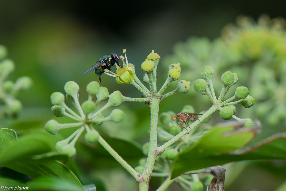 insectes  lierre 10 2020-1287.jpg