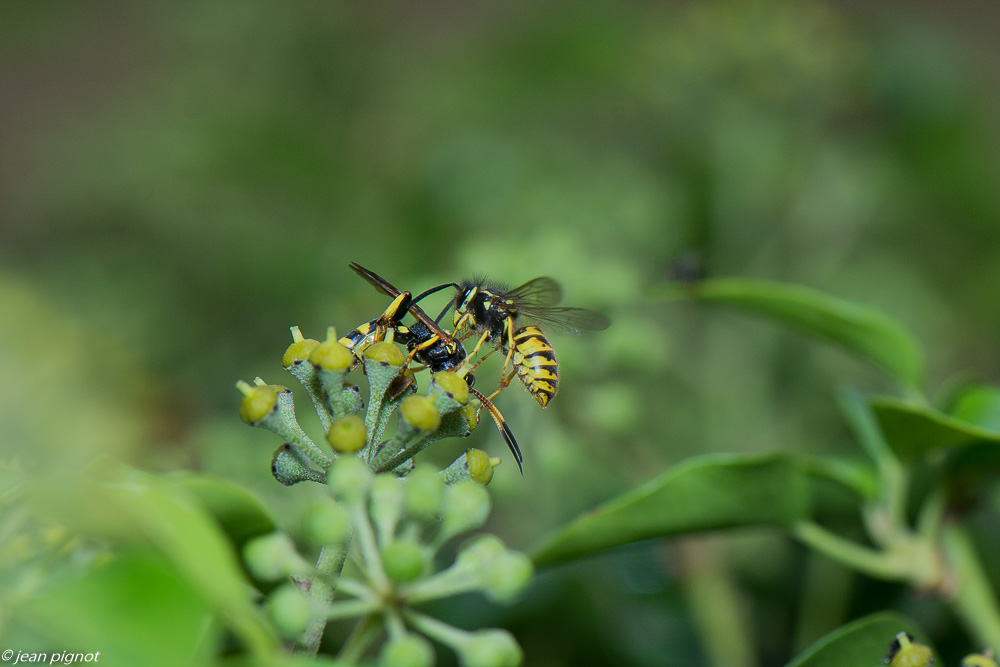 insectes  lierre 10 2020-1429.jpg