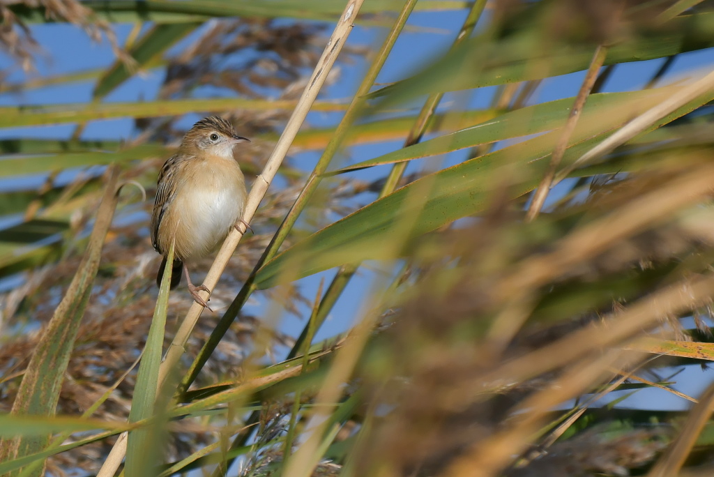 DSC_6281.JPG