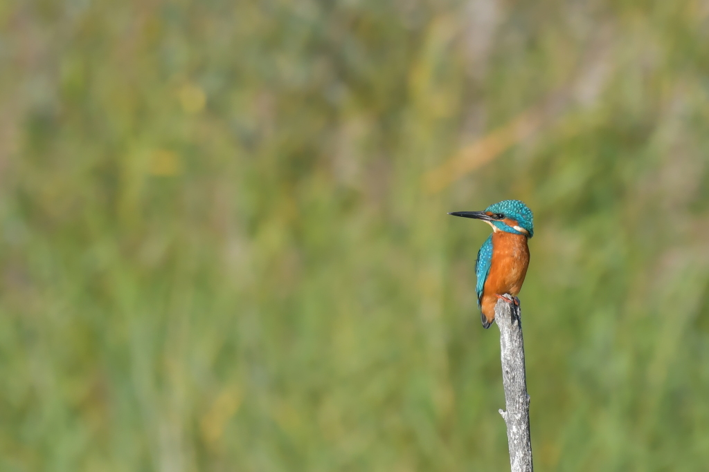 DSC_6271.JPG