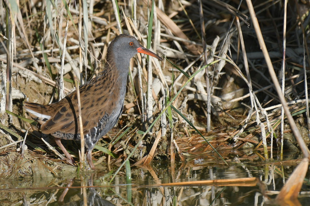 DSC_6353.JPG