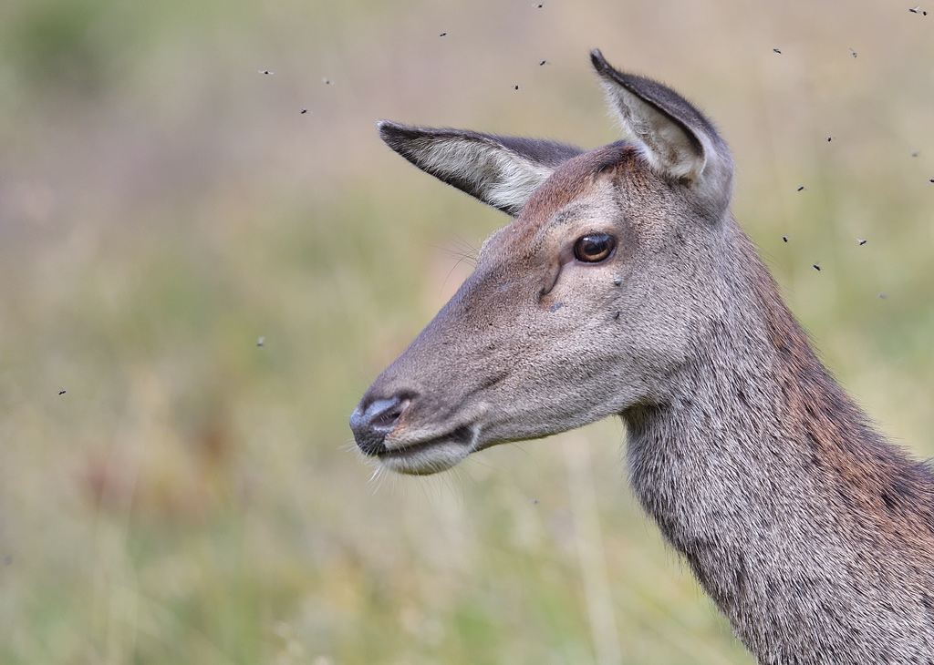 DS5_0033.jpg