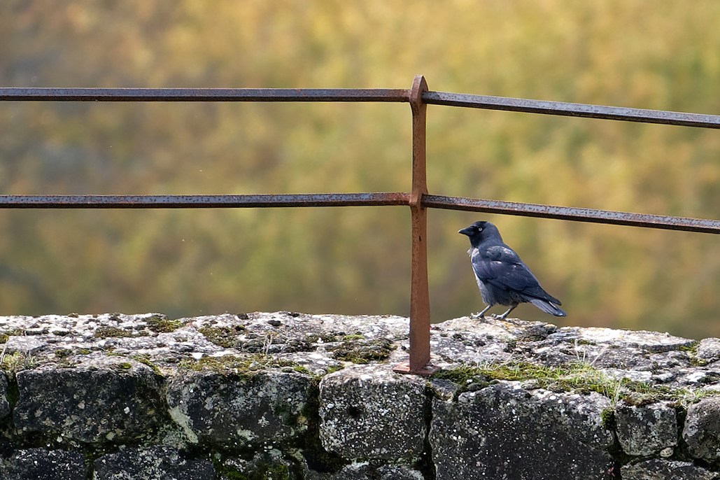 DSC_2348_DxO.jpg
