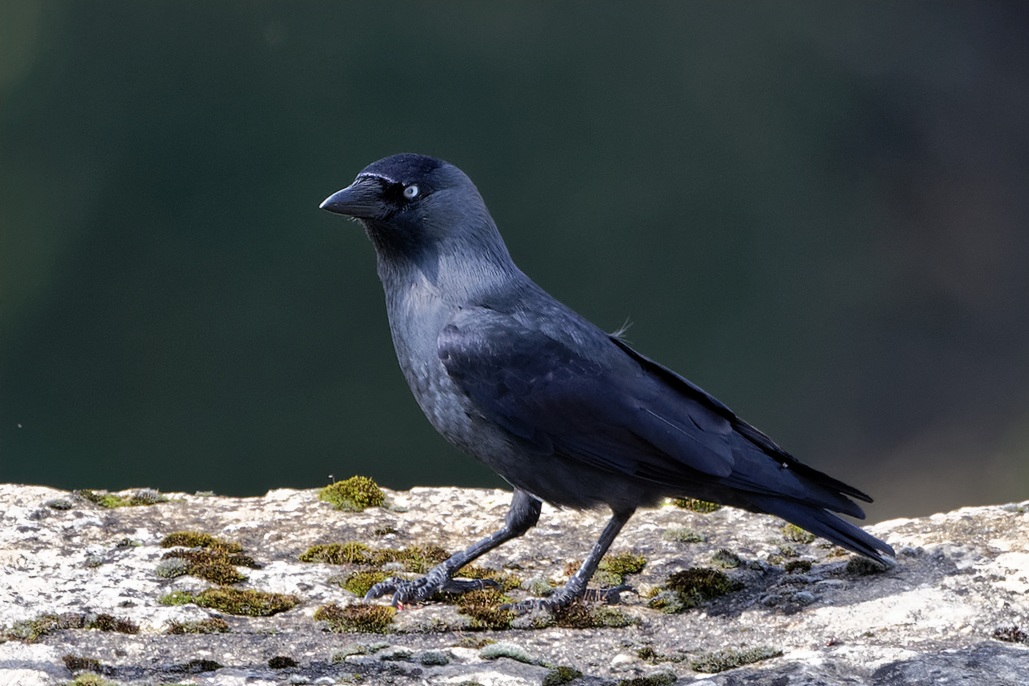 DSC_2355_DxO.jpg
