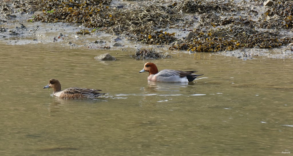 Canard Siffleur_DxO 1024.jpg