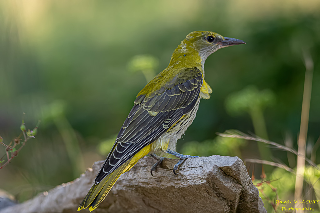 _DSC6355-ps.jpg