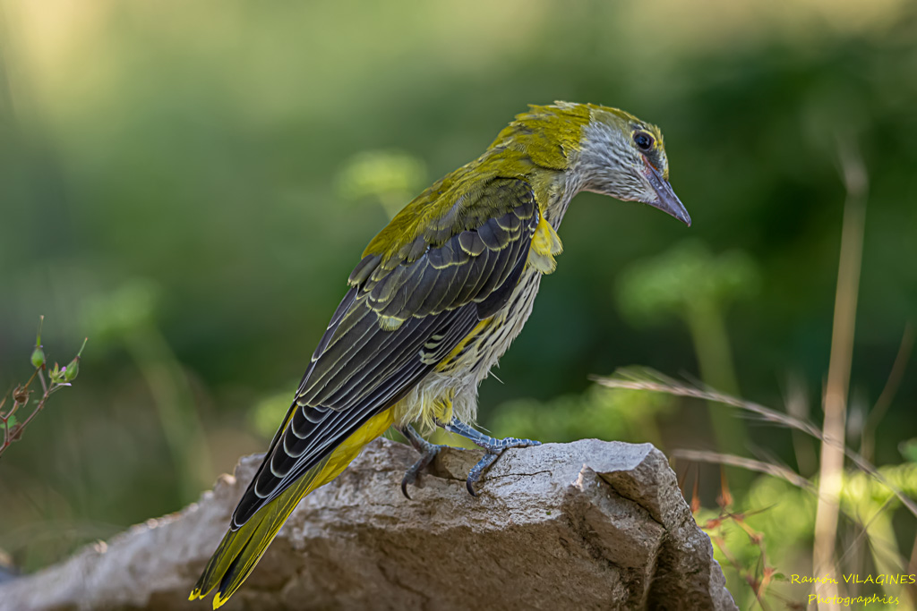 _DSC6356-ps.jpg
