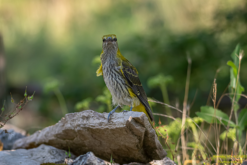 _DSC6357-ps.jpg