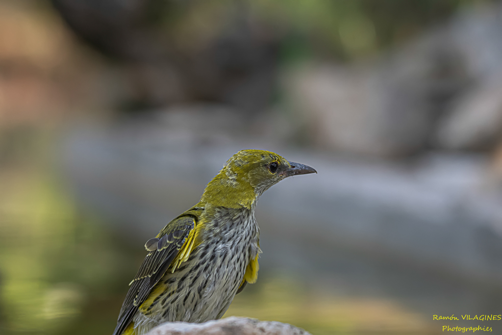 _DSC6361-ps.jpg