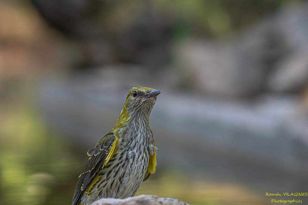 _DSC6362-ps.jpg