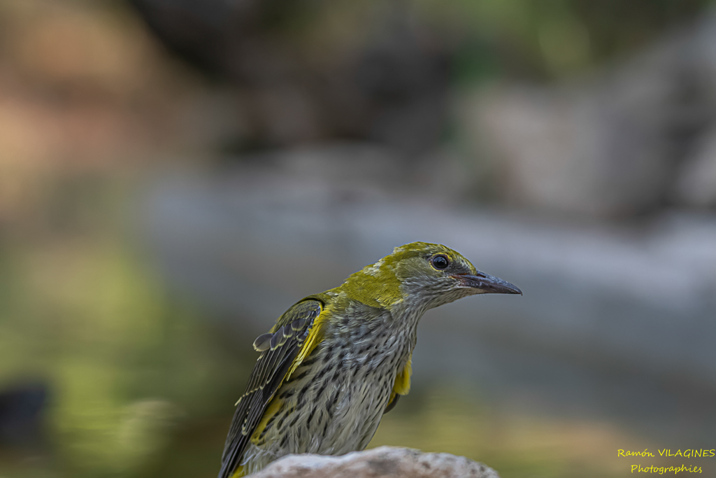 _DSC6363-ps.jpg