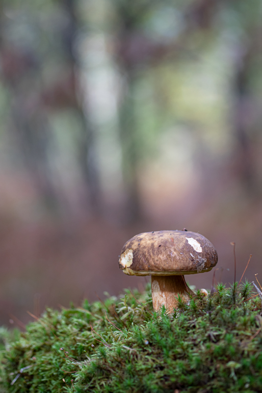 champignon 2.jpg
