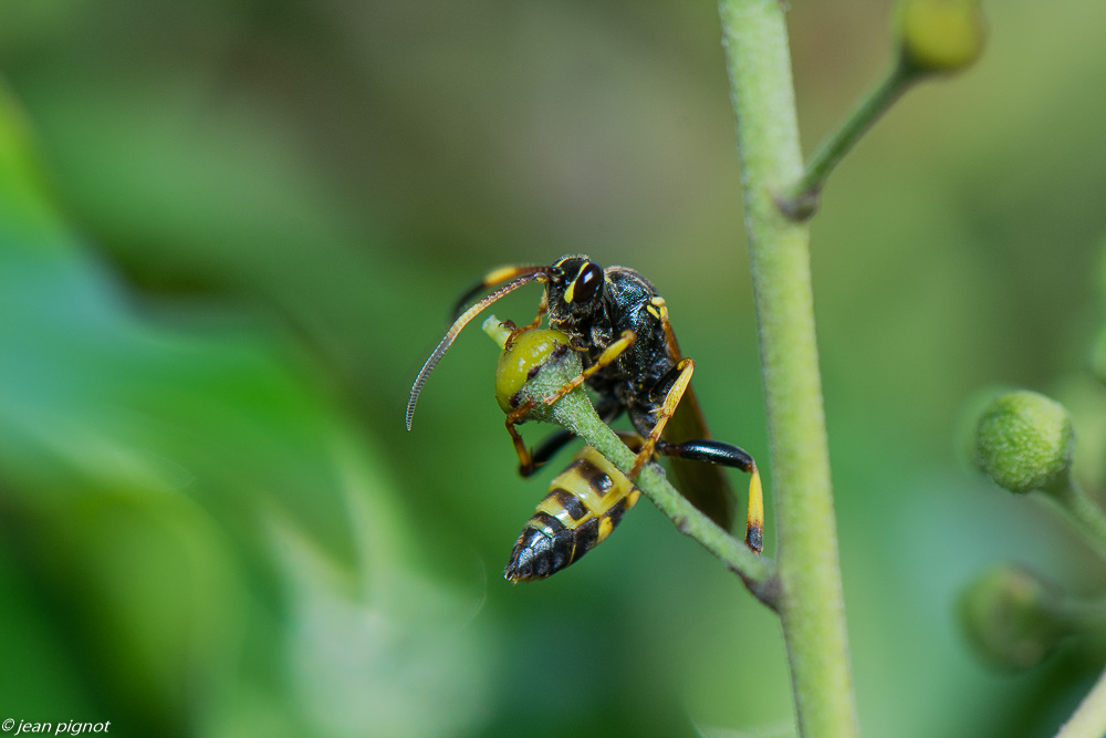 insectes  lierre 10 2020-1504.jpg