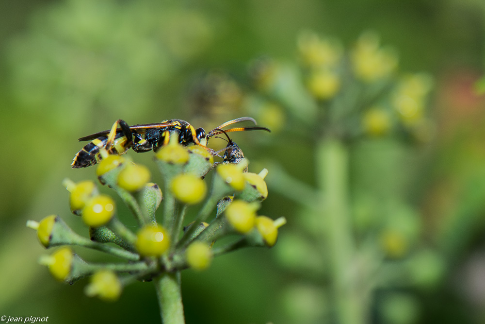 insectes  lierre 10 2020-1543.jpg