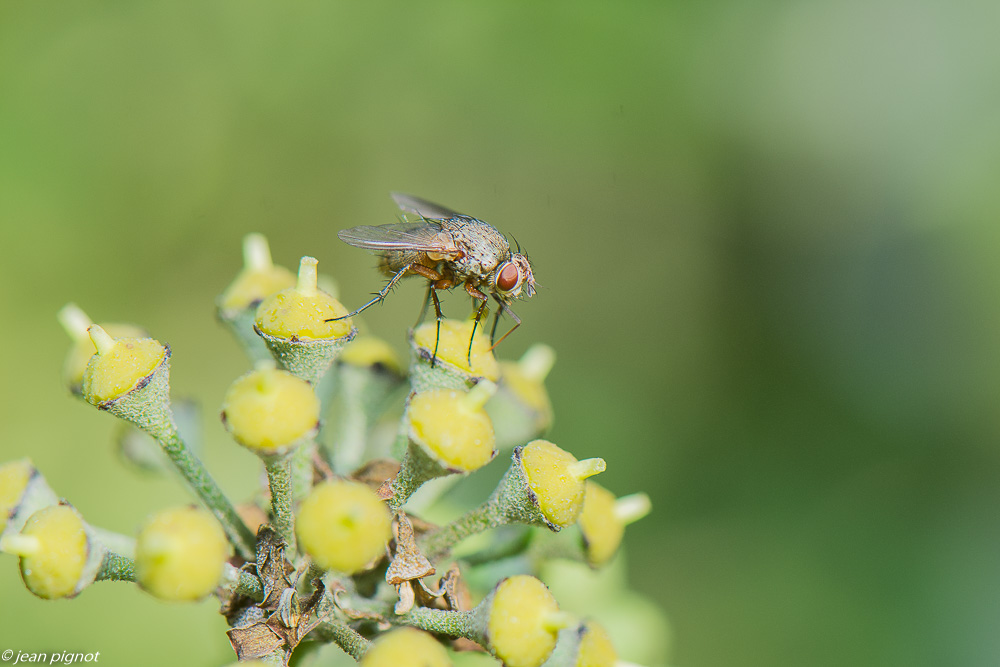 insectes  lierre 10 2020-1677.jpg