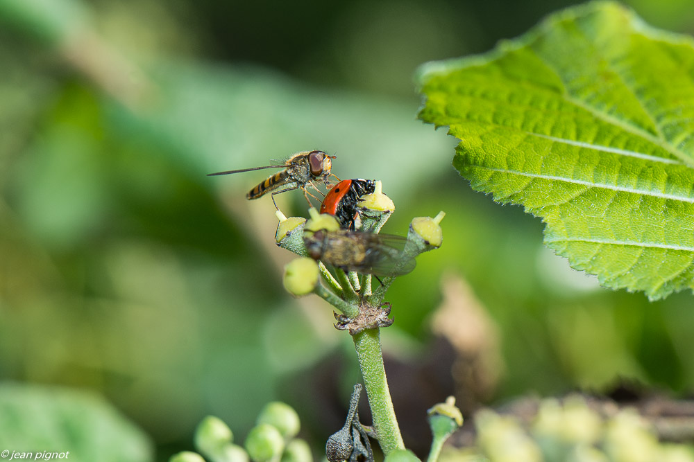 insectes  lierre 10 2020-1695.jpg