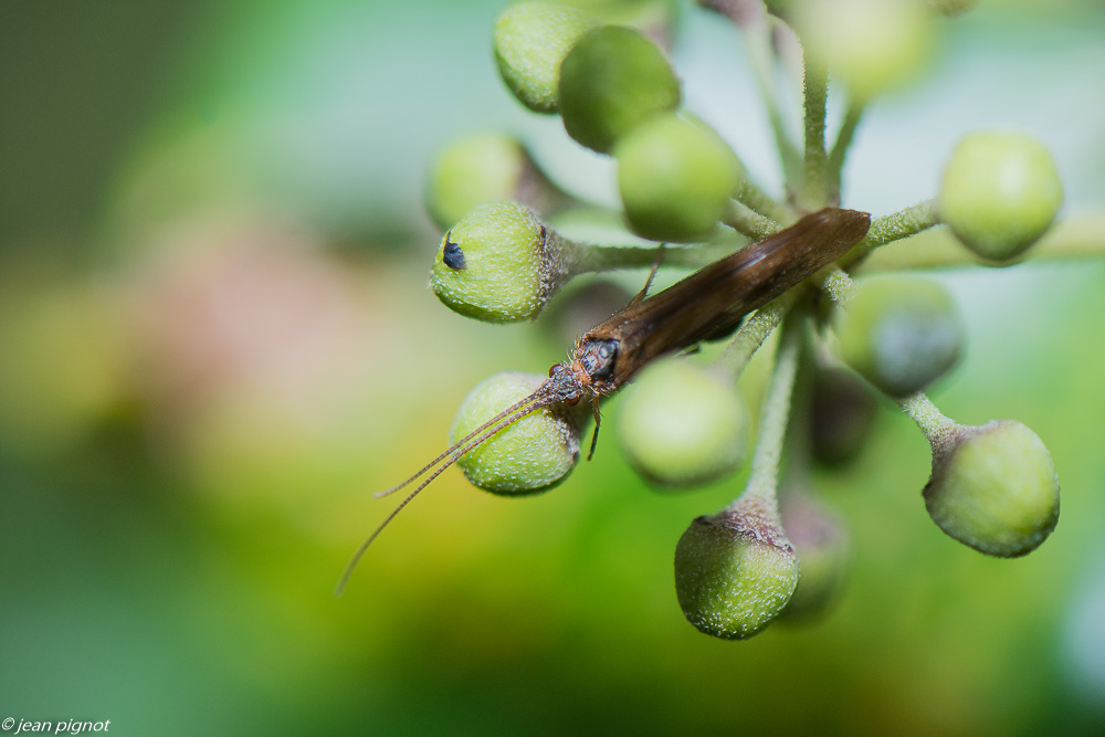 insectes  lierre 10 2020-1613.jpg