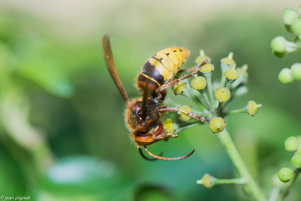 insectes  lierre 10 2020-1684.jpg
