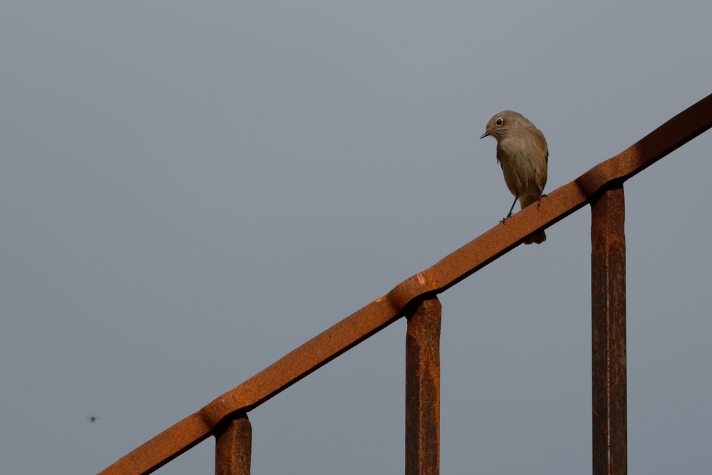 DSC_2390_DxO.jpg