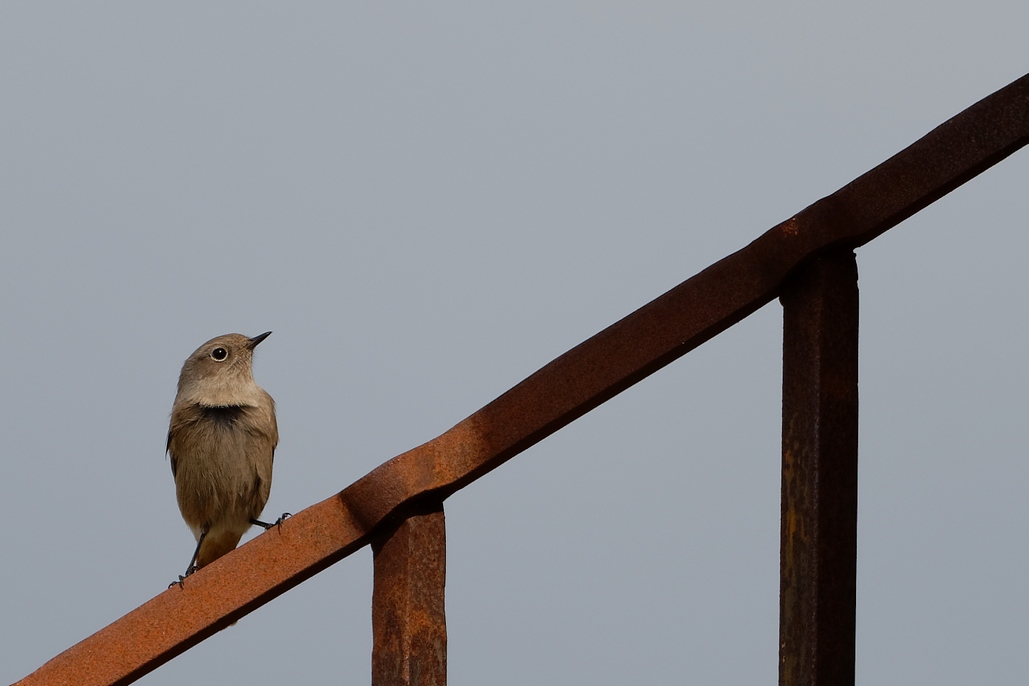 DSC_2391_DxO.jpg