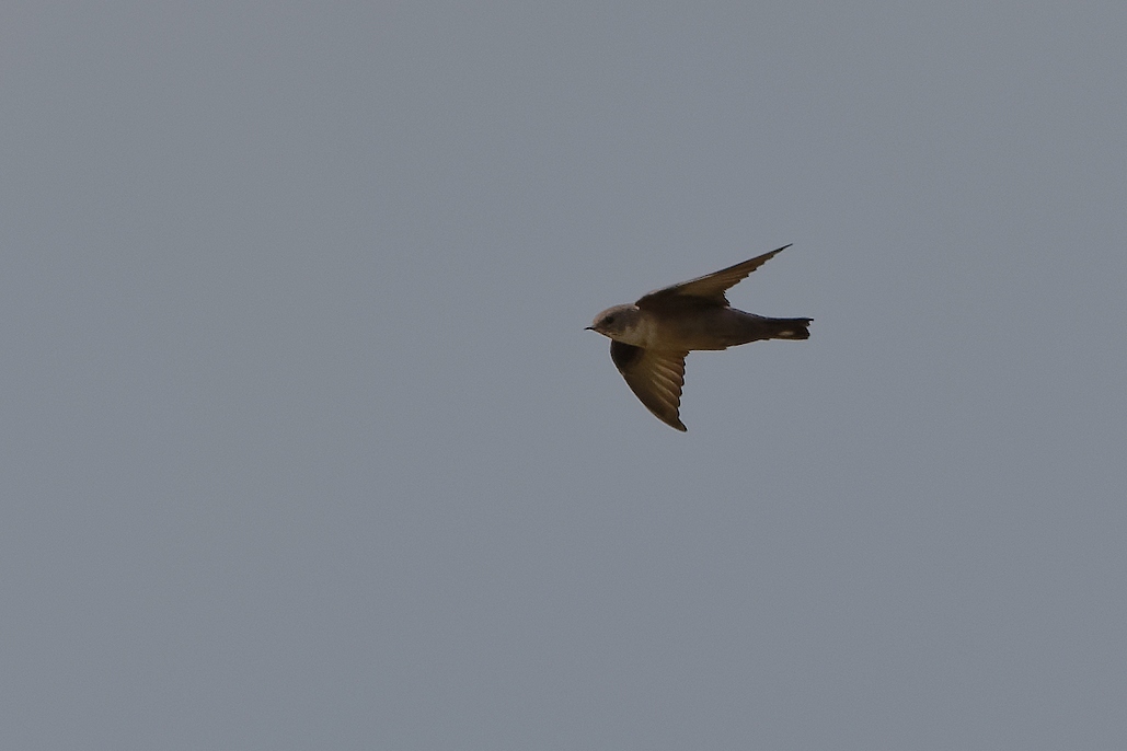 DSC_2360_DxO-1.jpg