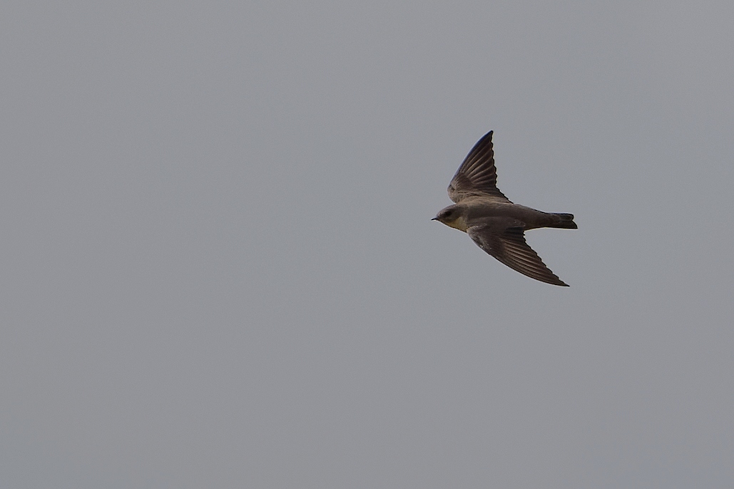 DSC_2360_DxO.jpg