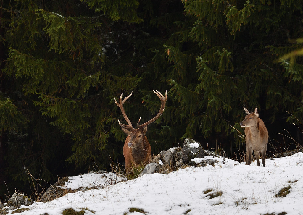 DS5_2033.jpg