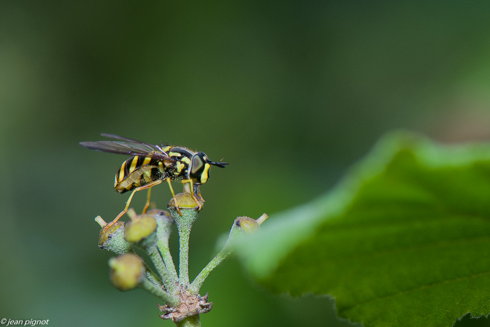 insectes lierre 10 2020-1910.jpg