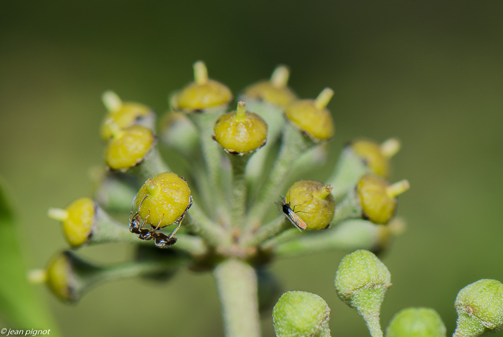 insectes lierre 10 2020-1930.jpg