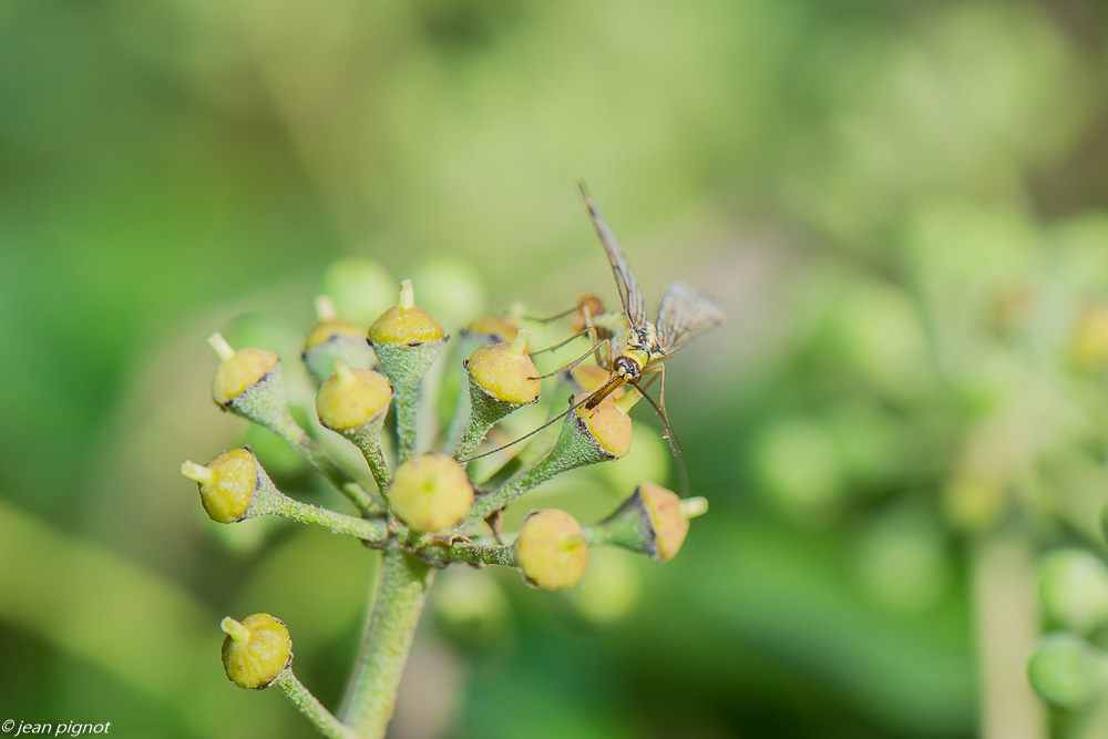 insectes lierre 10 2020-1949.jpg