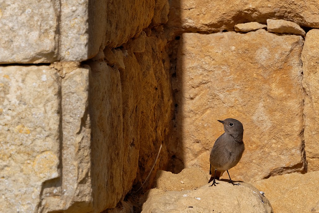 DSC_2395_DxO.jpg