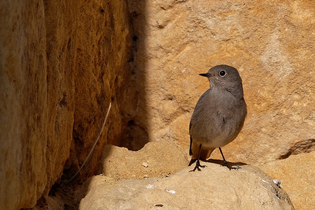 DSC_2396_DxO.jpg