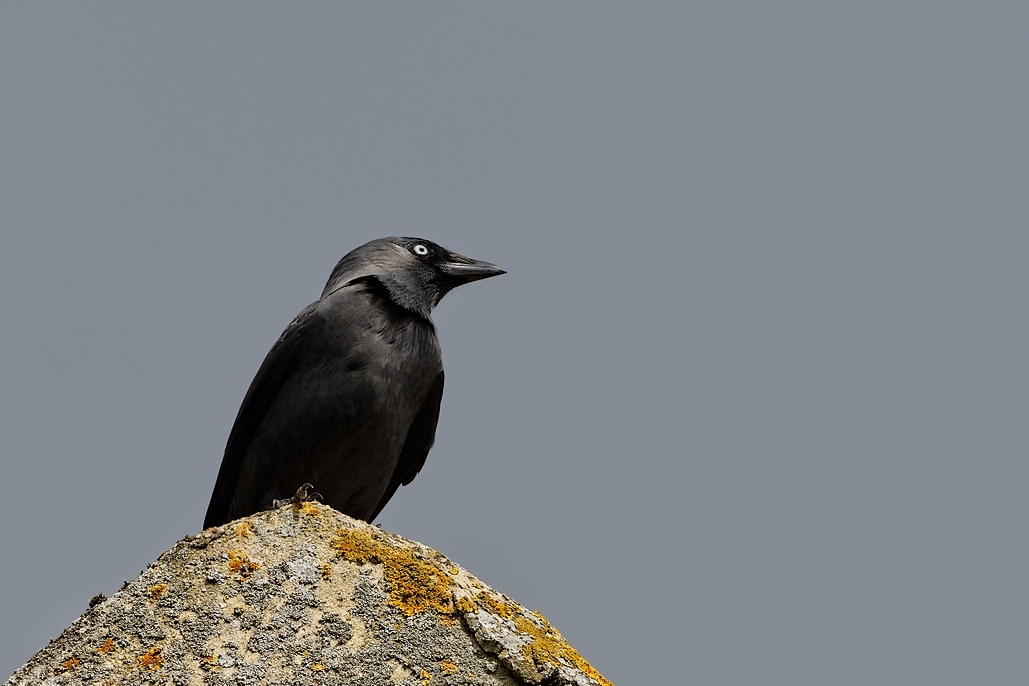 DSC_2423_DxO.jpg