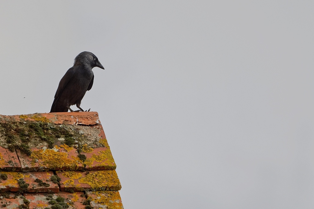 DSC_2439_DxO.jpg
