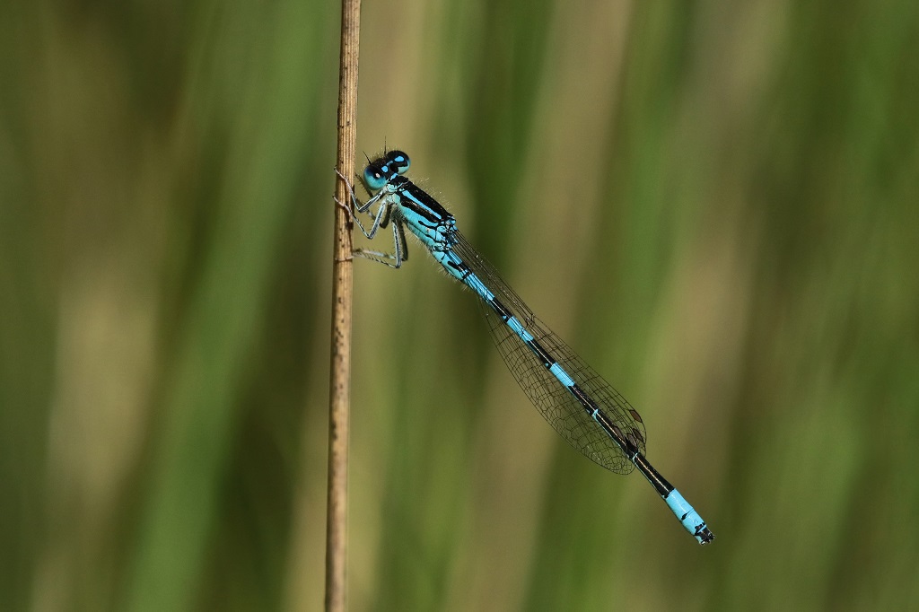 1 IMG_MIGNON.JPG