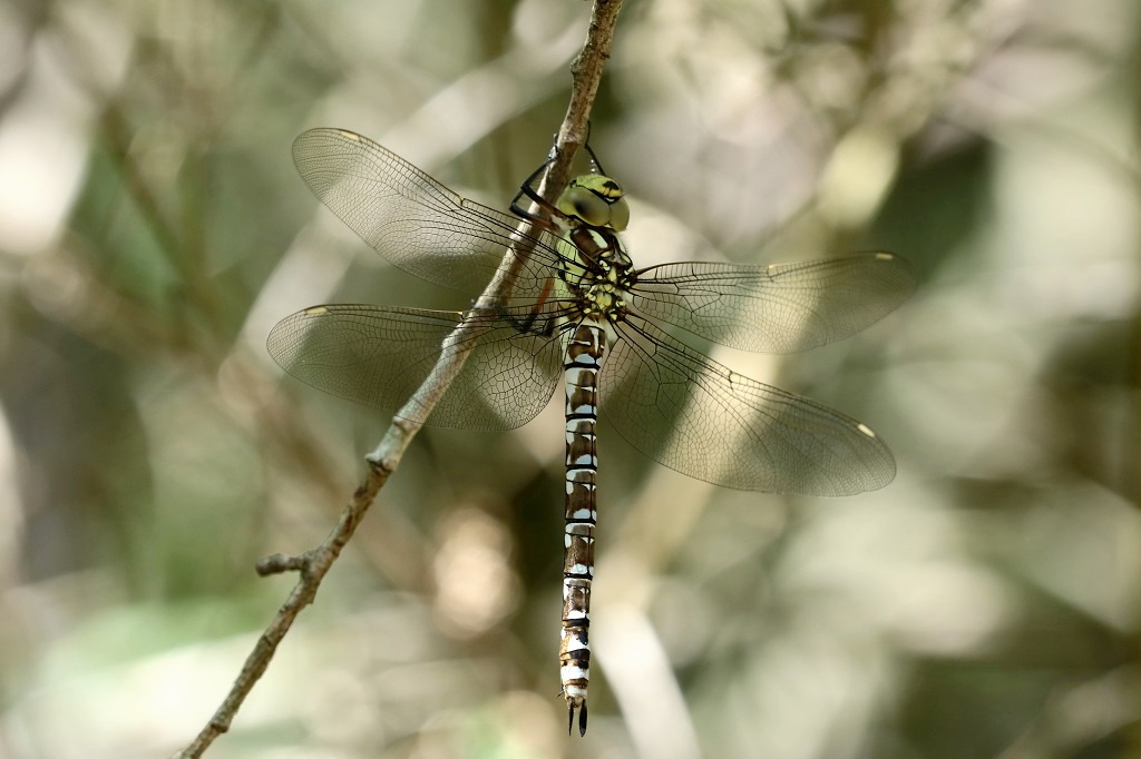 6 IMG_CYANEA.JPG