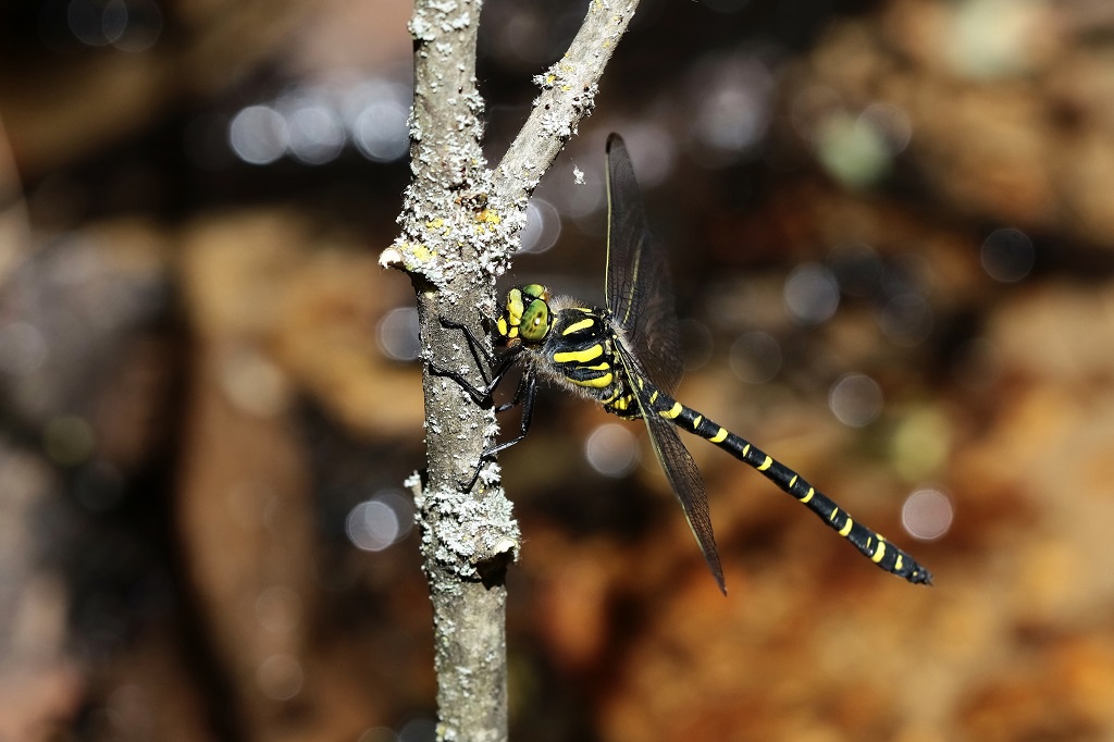 10 IMG_CORDU.JPG
