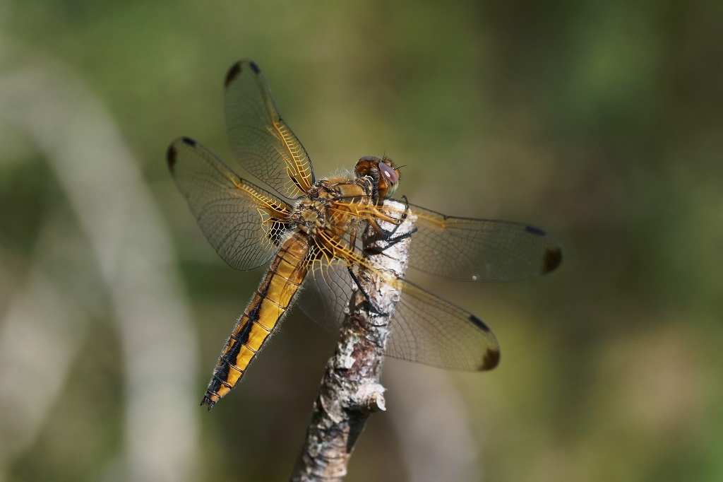 11 IMG_FULVA.JPG