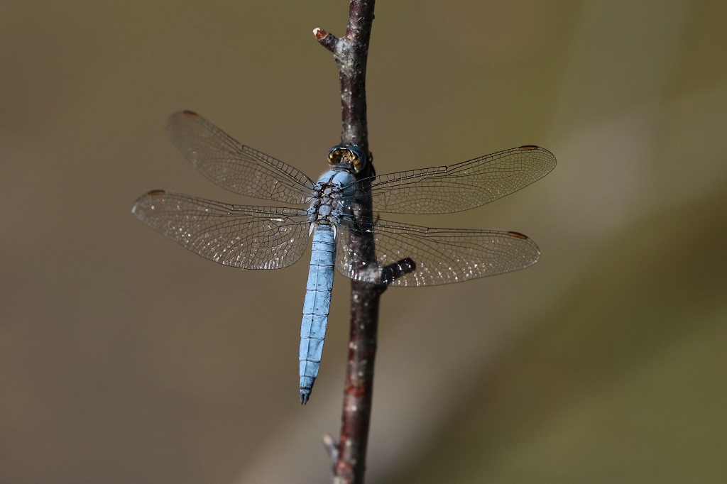 12 IMG_BRUNN.jpg
