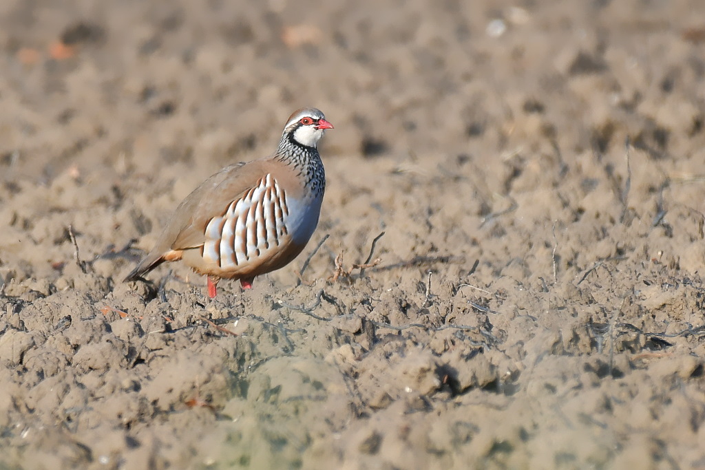 DSC_6966.JPG
