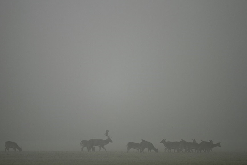 005 Dans les brumes d'un matin de décembre.jpg
