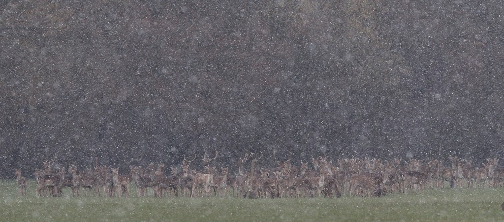010 Harde dans la tempête de neige mars 2013.jpg