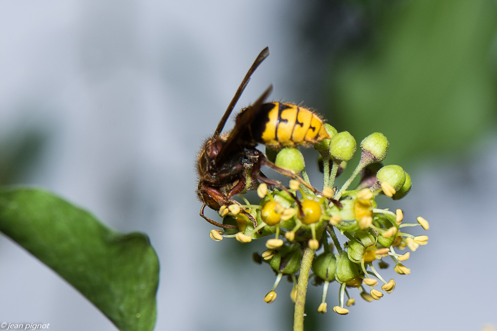 insectes lierre 10 2020-1956.jpg
