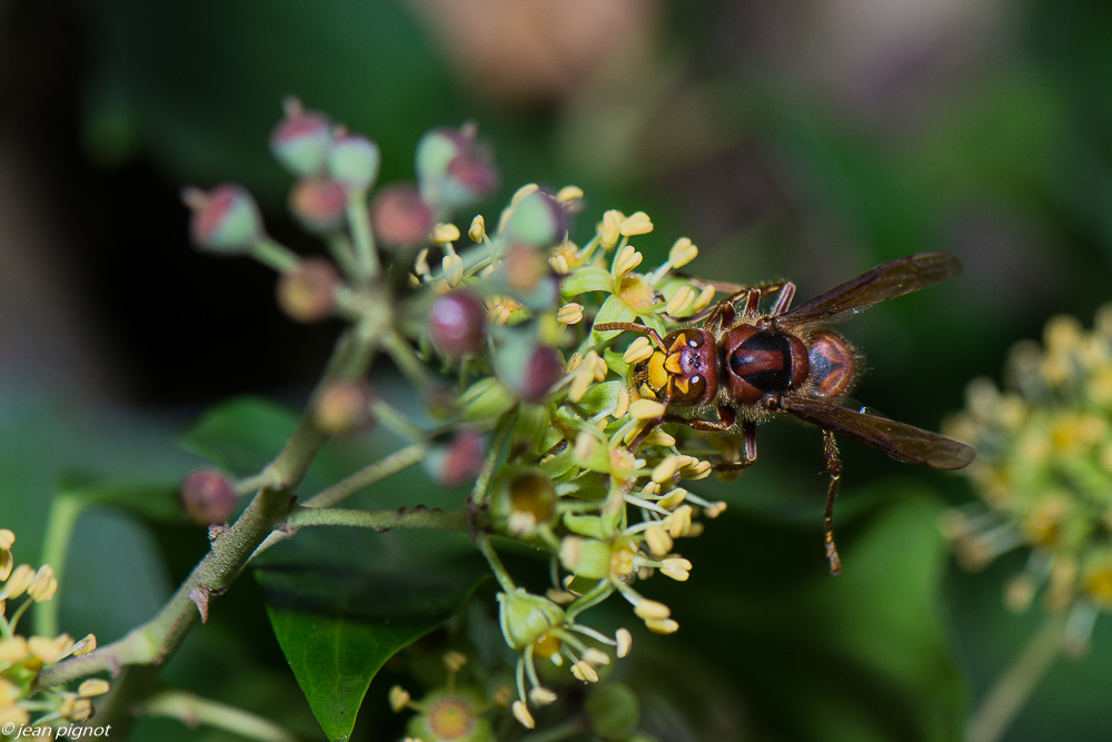 insectes lierre 10 2020-1964.jpg