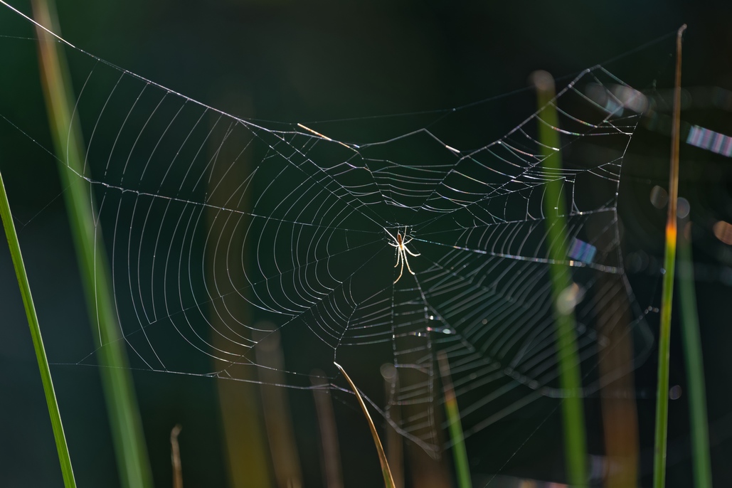 DSC_2504_DxO.jpg