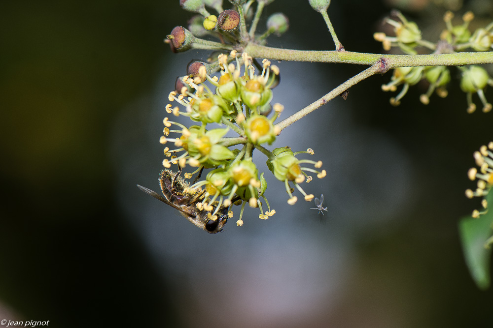 insectes lierre 10 2020-2024.jpg