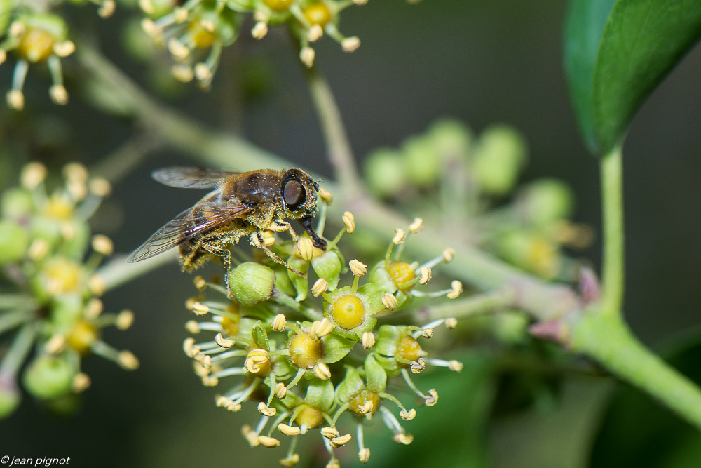 insectes lierre 10 2020-2036.jpg