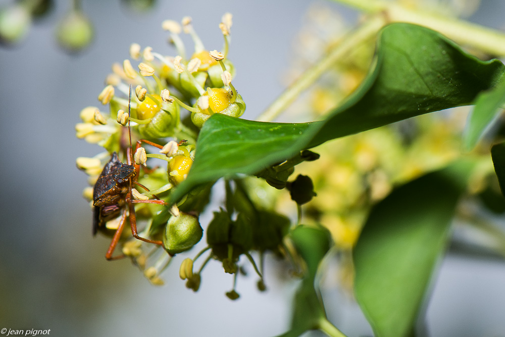 insectes lierre 10 2020-2056.jpg