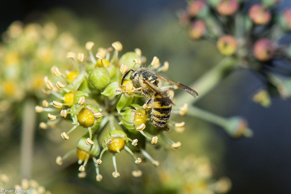 insectes lierre 10 2020-2115.jpg